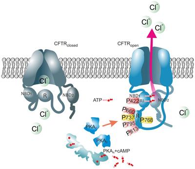 Role of Protein Kinase A-Mediated Phosphorylation in CFTR Channel Activity Regulation